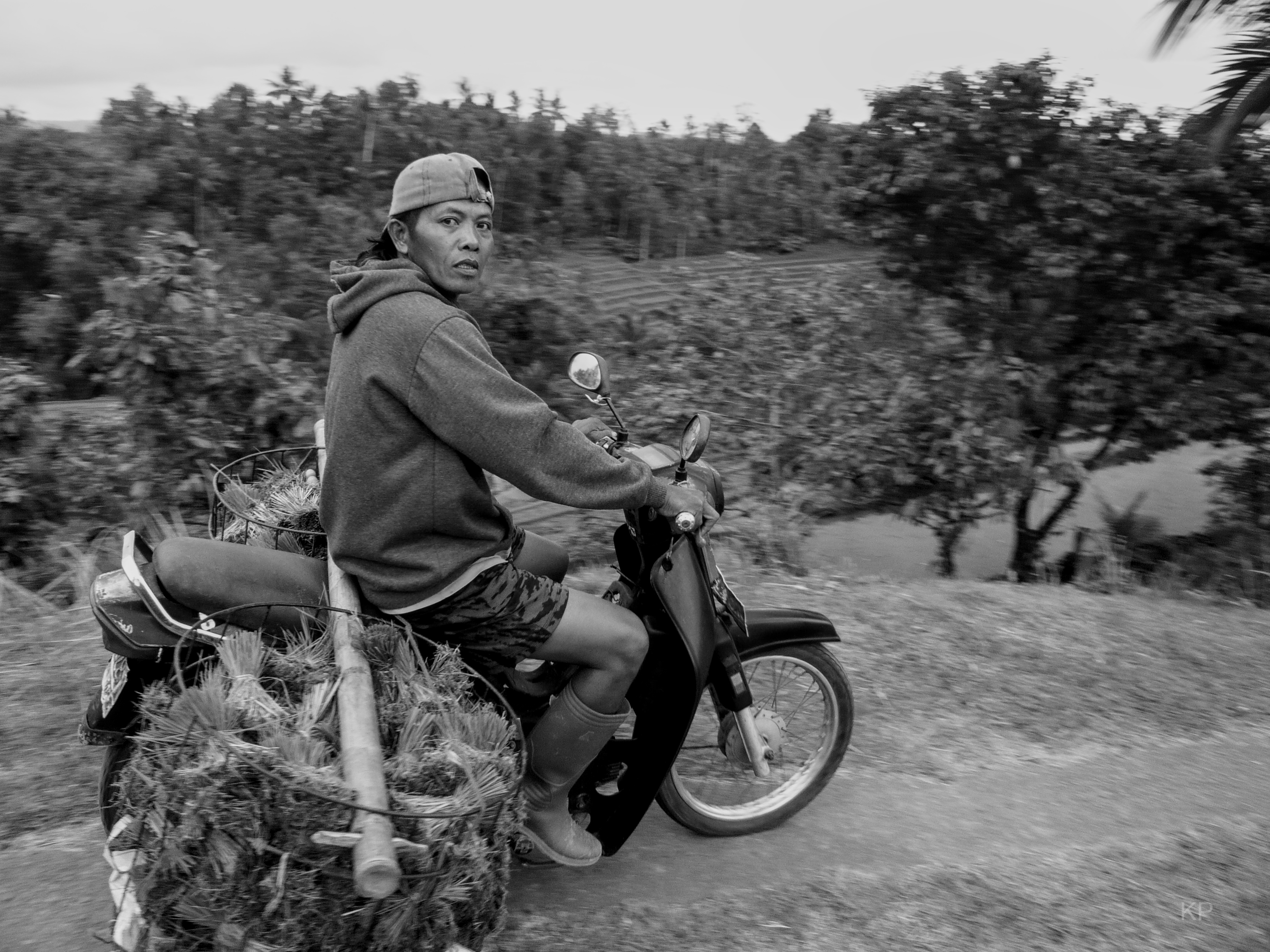 Rizière en mouvement